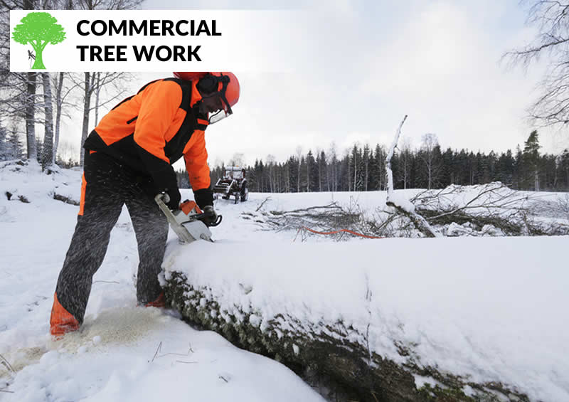 commercial tree work in burnley