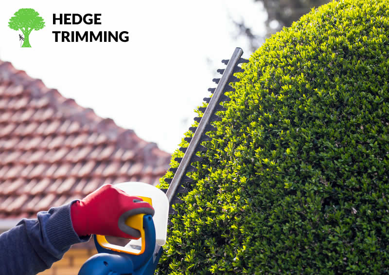 hedge trimming in burnley