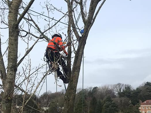 tree cutting in burnley