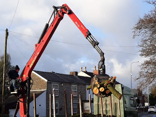 tree removal burnley